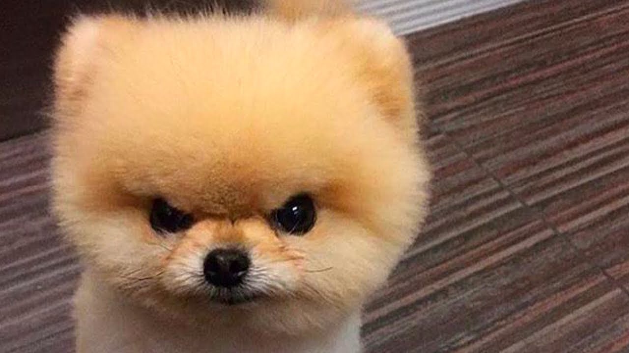 Featured image of post Angry Puppy Cute