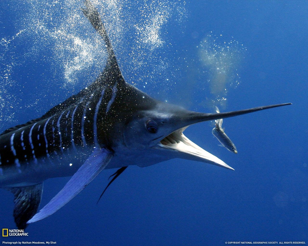 Featured image of post Blue Marlin Wallpaper Hd