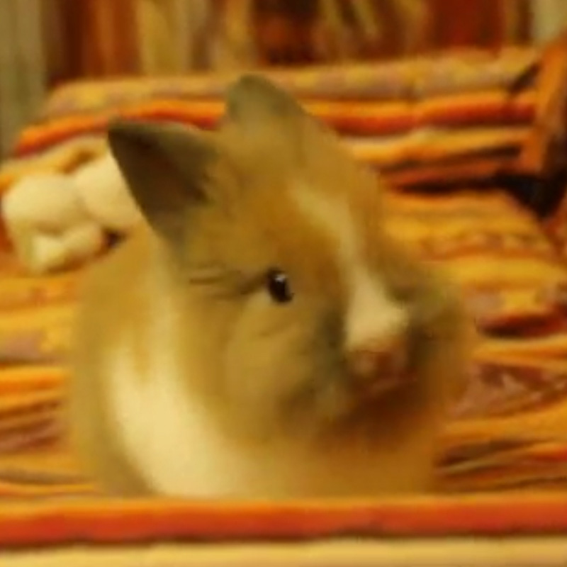 Featured image of post Bunny Binky Gif