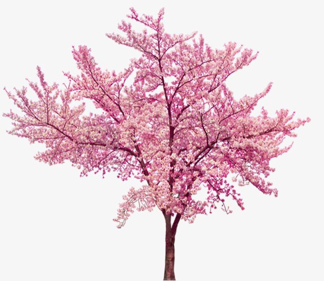 Featured image of post Cherry Blossom Tree Png Transparent Background