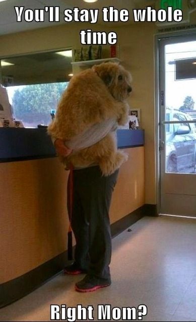 Featured image of post Dog Going To Vet Meme