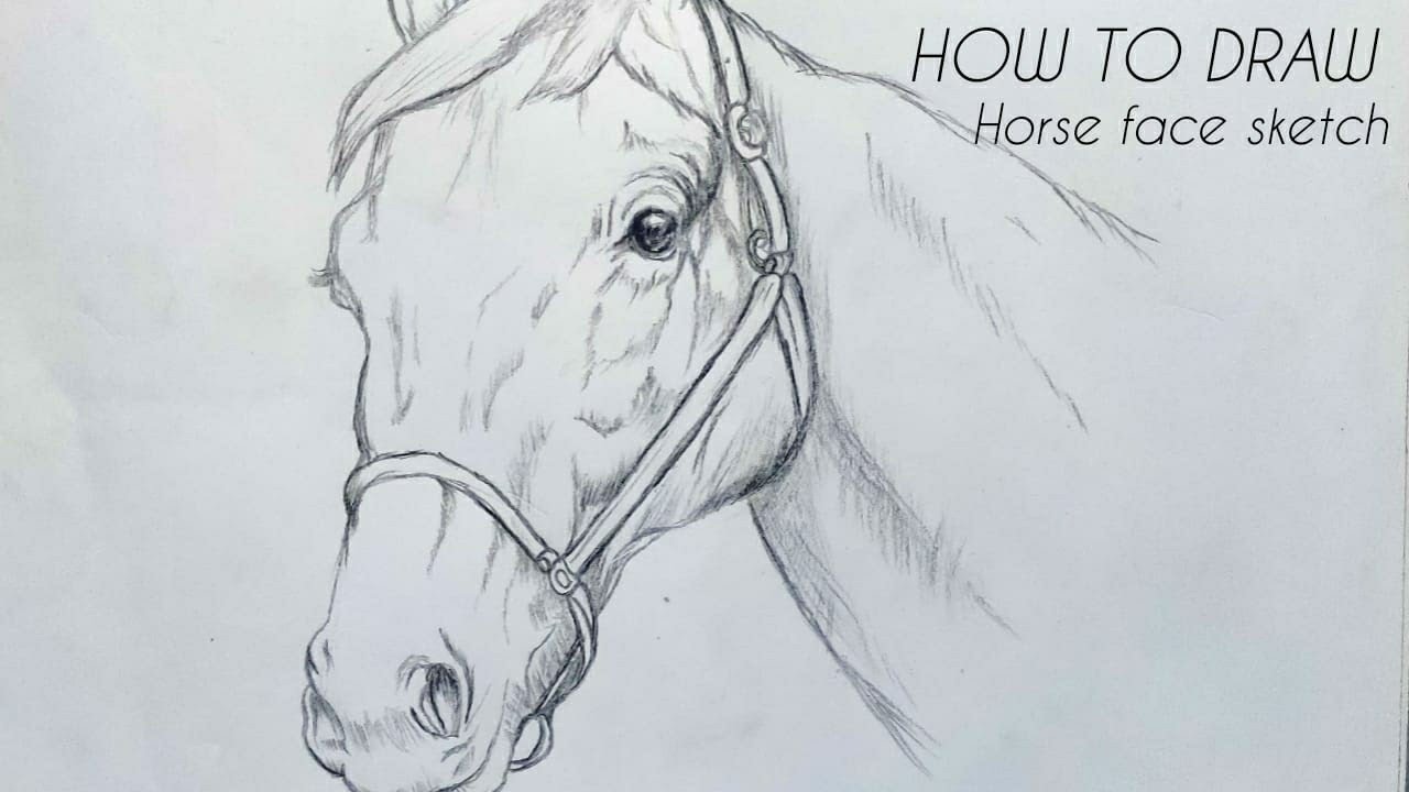 Featured image of post How To Draw A Horse Face Realistic