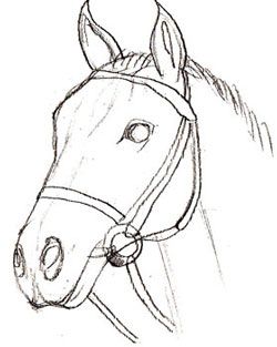 Featured image of post How To Draw A Horse Head Realistic