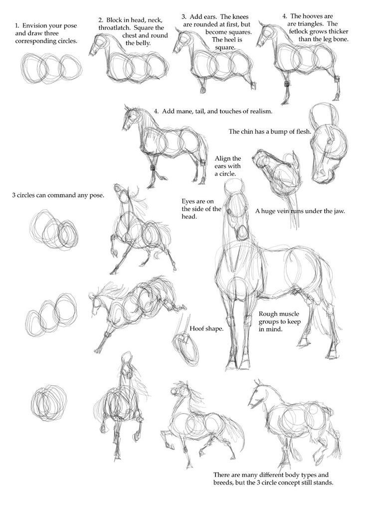 Featured image of post How To Draw A Horse Realistic Step By Step