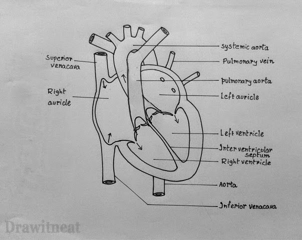 Featured image of post Human Heart Drawing Labeled Easy