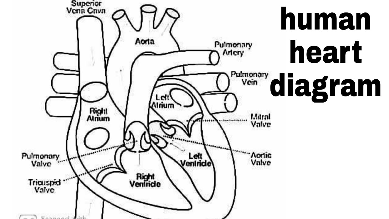 Featured image of post Human Heart Drawing Labeled