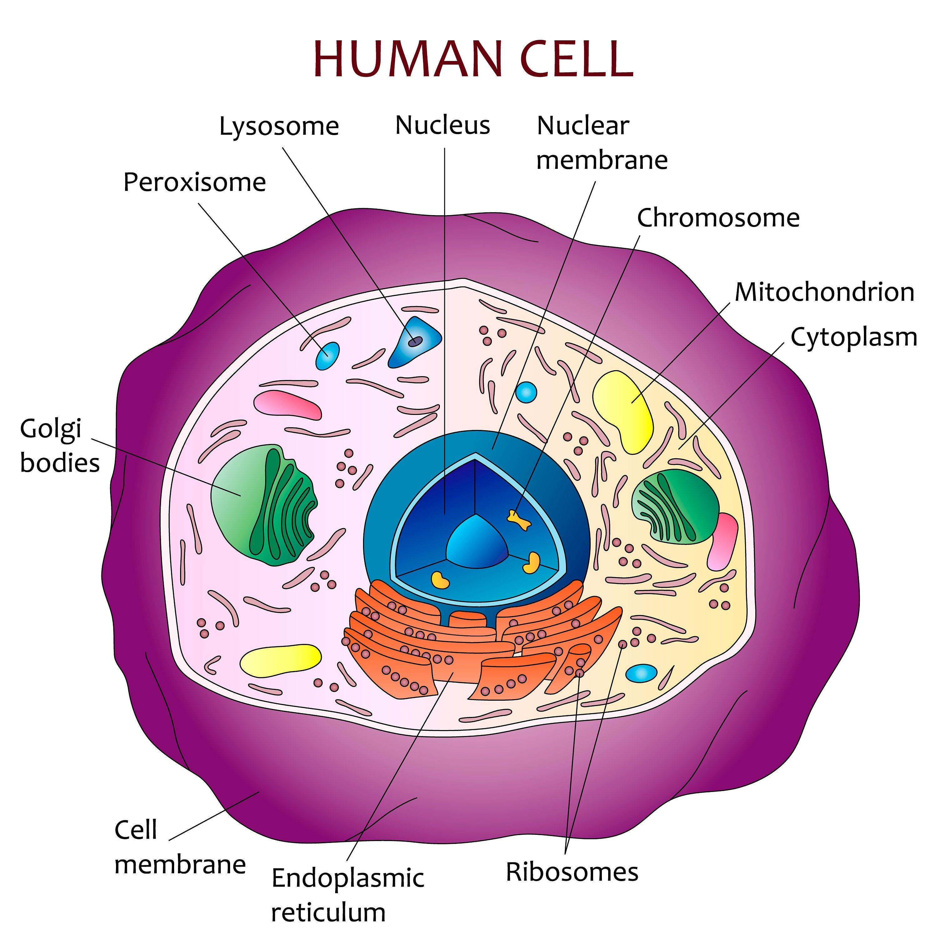 Featured image of post Human Picture Of A Cell