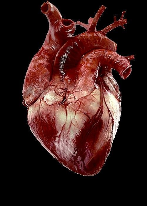 Featured image of post Human Picture Of A Real Heart