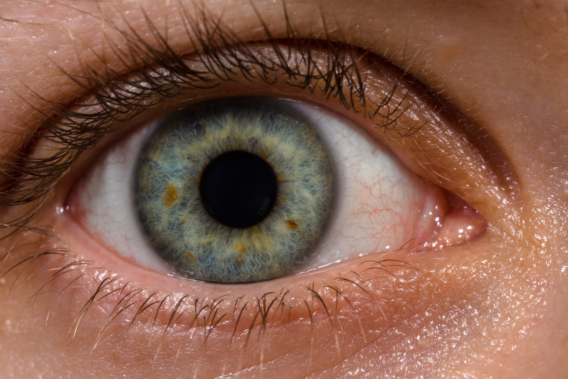 Featured image of post Human Picture Of An Eye