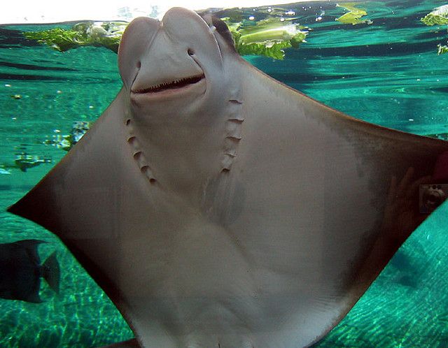 Featured image of post Mantaray Fish Face