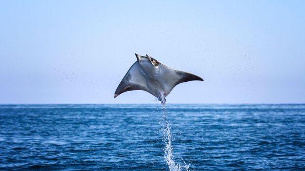 Featured image of post Mantaray Fish Jumping