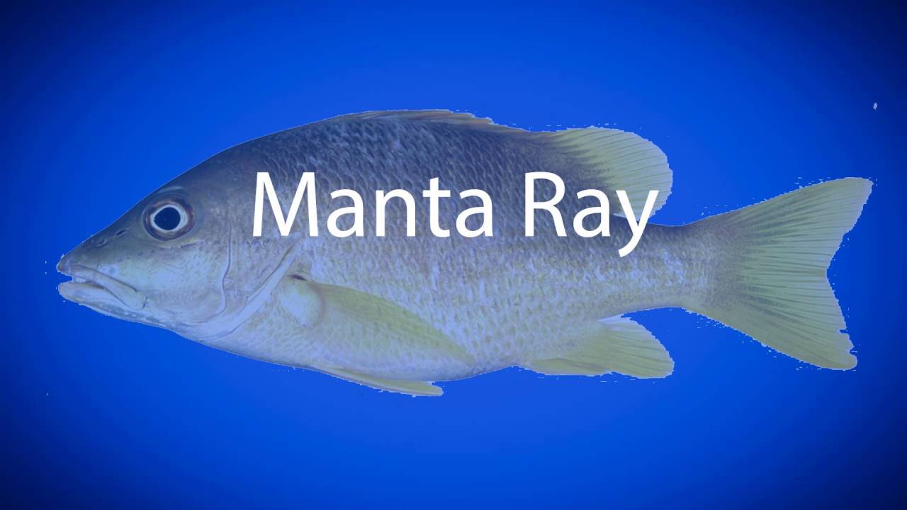 Featured image of post Mantaray Fish Pronunciation