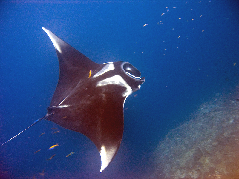 Featured image of post Mantaray Fish Size