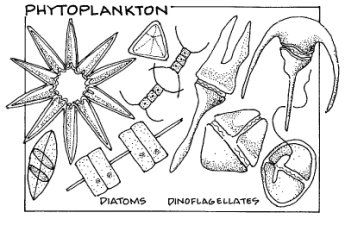 Featured image of post Phytoplankton Drawing For Kids