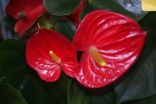 Featured image of post Red Flower With Yellow Stamen