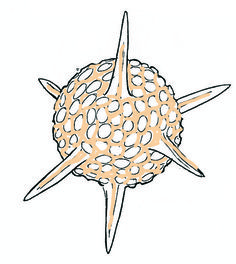 Featured image of post Simple Phytoplankton Drawing