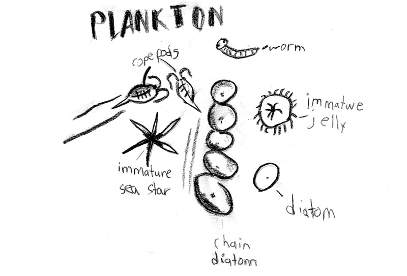 Featured image of post Zooplankton Phytoplankton Drawing